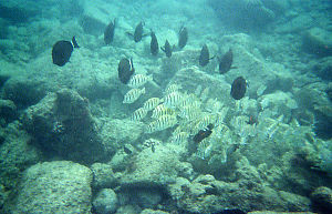 Schooling Fish