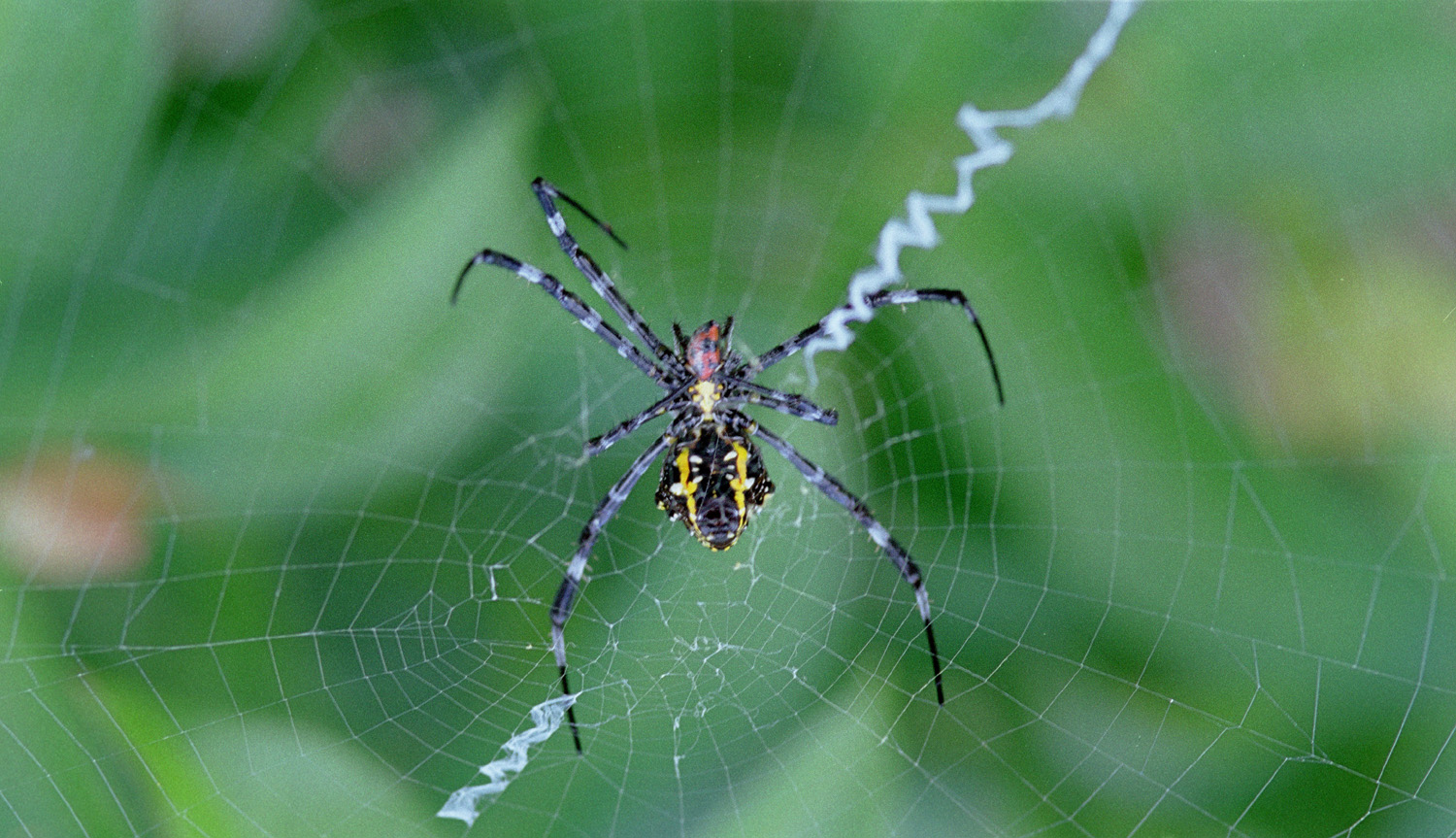 Hawaian Garden Spider