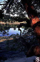 Arbutus over Shell Beach