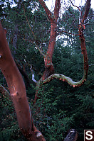 Arbutus Tree