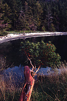 Arbutus Over Bay