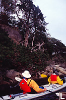 Cypress From Kayak Level