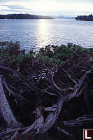 Cypress On Bay