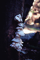 Mushrooms On Tree