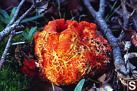 Orange Eruption