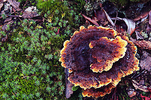 Spiral Mushroom And Moss