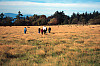 Walking In The Large Field