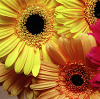 Close ups on Gerbera's