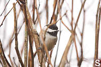 Black Capped Chickadee