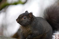 Black Grey Squirrel