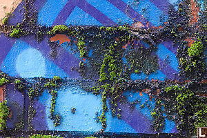 Blue Brick And Moss