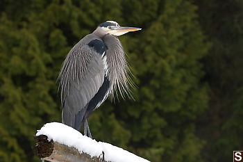 Great Blue Heron On Rail