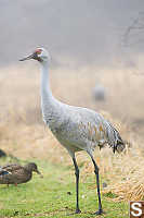 One Sand Hill Crane