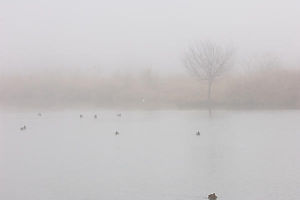 Pond In The Fog
