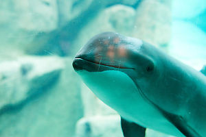 Looking AWhale In The Eye