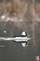 Male Bufflehead With Reeds Behind