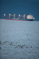 Flock Of Merganser With Freighter