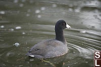 American Coot With Waves