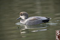 Gadwall Male Breeding