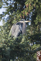 Great Blue Heron Watching From Tree