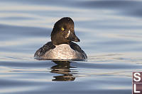 Immature Male Common Golden Eye Face