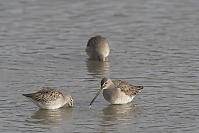 Long-Billed Dowitcher Feeding