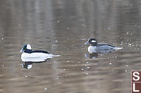 Male And Female Bufflehead