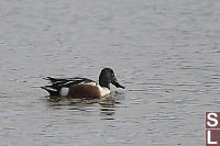 Northern Shoveler Breeding Male