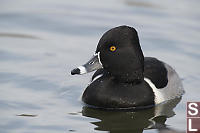 Ring Neck Duck Breeding