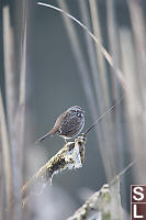 Song Sparrow On Cattail Hg