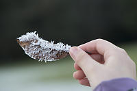 Claira Holding Frosty Leaf