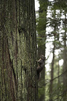 Douglas Squirrel On Cedar Tree