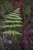 Fern Growing On Stump