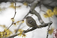 Ruby Crowned Kinglet