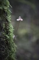 Small Mushroom On Mossy Trunk