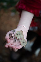 Dried Flowers