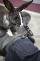 Rabbit On My Foot