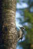 Woodpecker On Blue Background