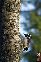 Woodpecker On Blue Background