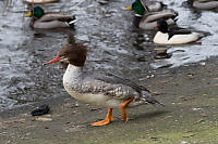 Female Common Merganser