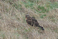 Harrier In Golf Course Rough