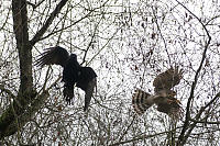 Juvenile Coopers Hawk And Crow In Branches