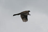 Juvenile Coopers Hawk Wings Down