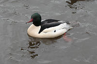 Male Common Merganser