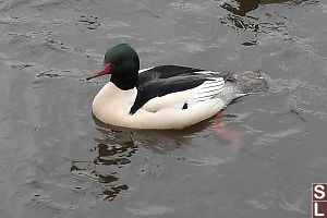 Male Common Merganser