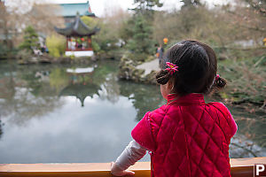 Nara Looking Out Over Reflecting Pond