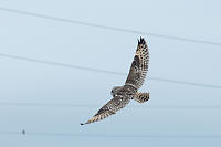 Short Eared Soaring