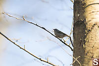 Red Breasted Nuthatch