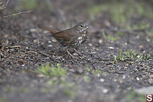 Fox Sparrow Foraging