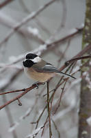 Puffed Up Chickadee